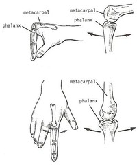 condyloid joint example in sport