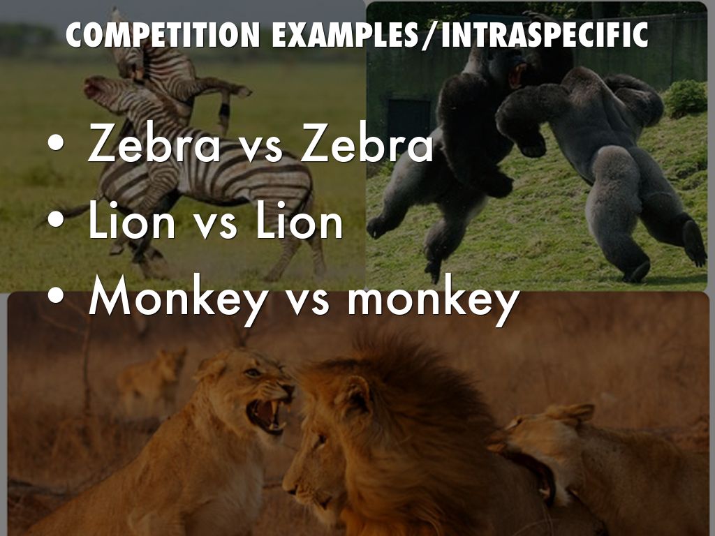 example of competition between species