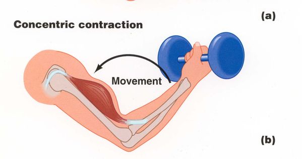 example of isokinetic muscle contraction example muscle