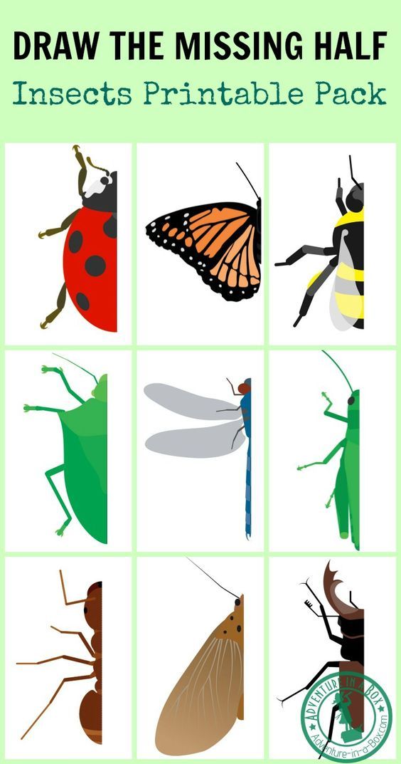 front cover example for kids insects