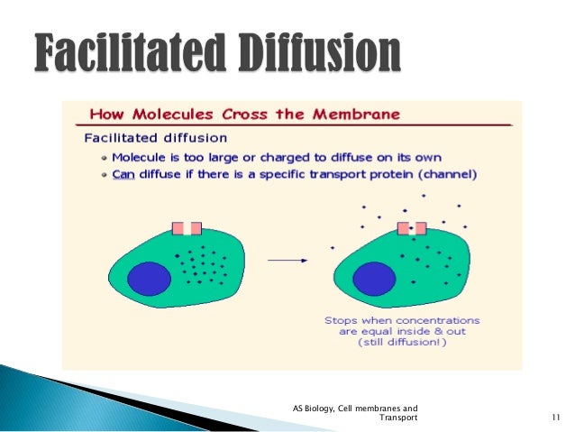 example of facilitated diffusion in cells