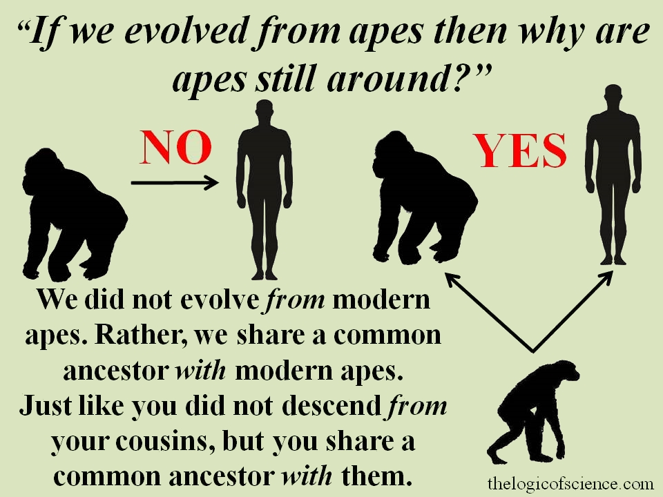 example the evolution of man