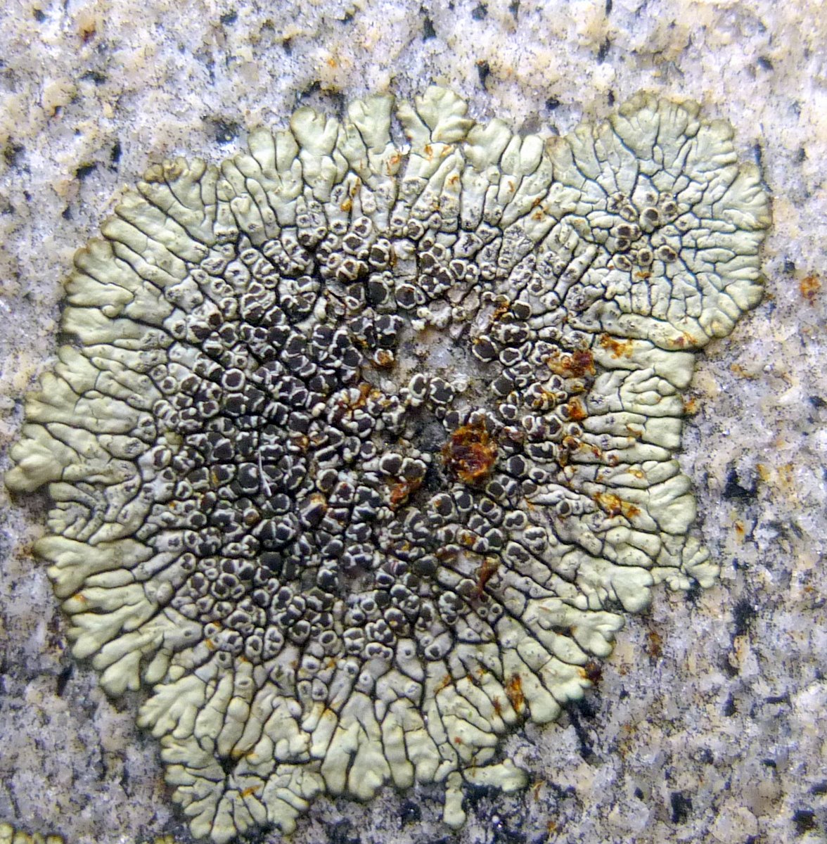 a lichen is an example of