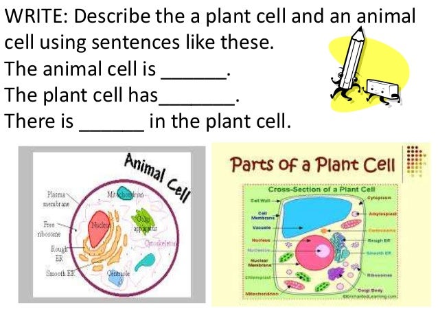 give an example of a stimulus and describe how bacteria