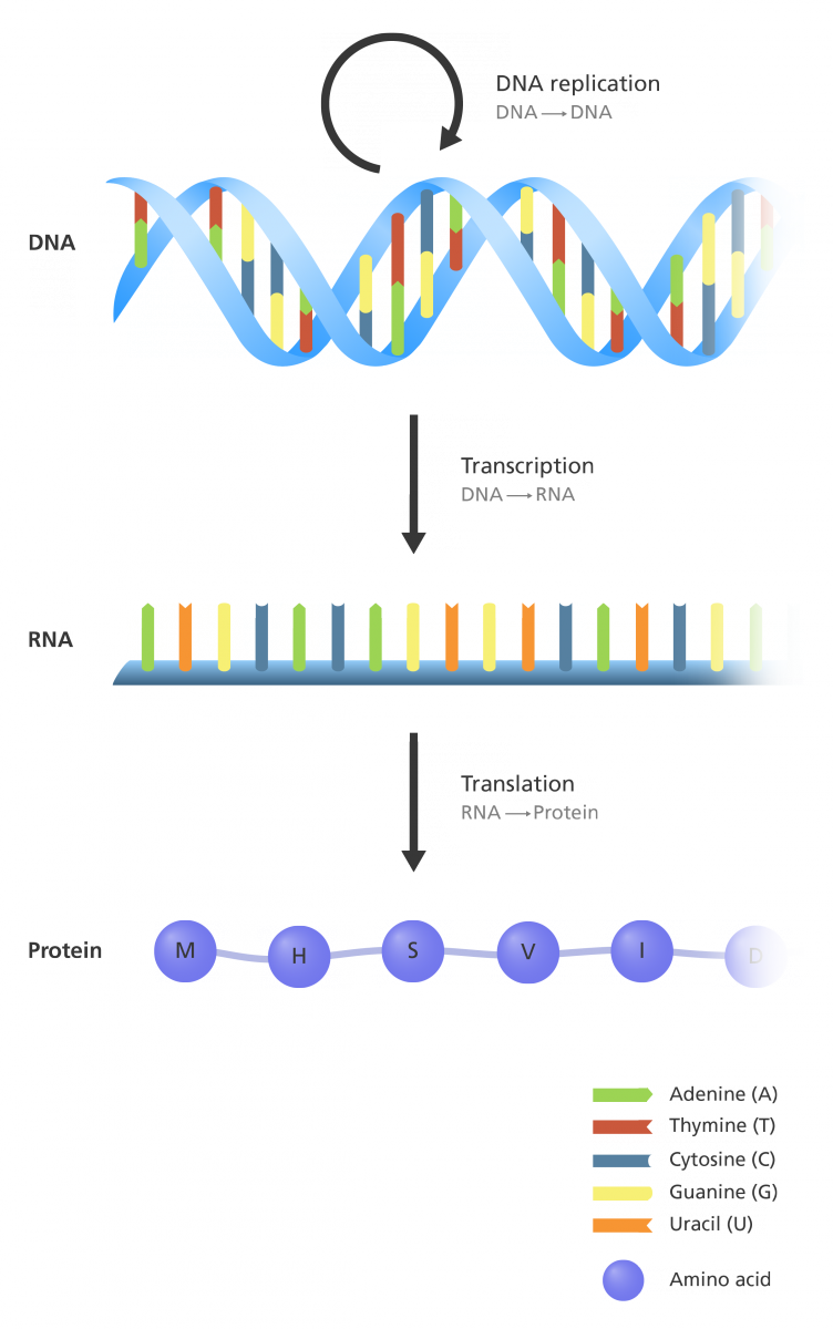 gene-flow-definition-and-example