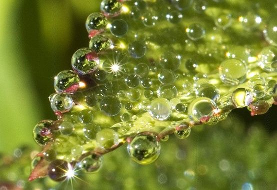 dew forming on grass is an example of condensation