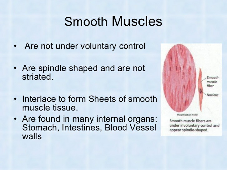 what is an example of a voluntary muscle
