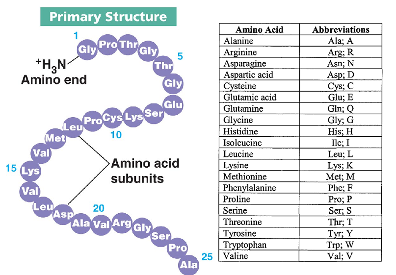 primary level of protein structure example