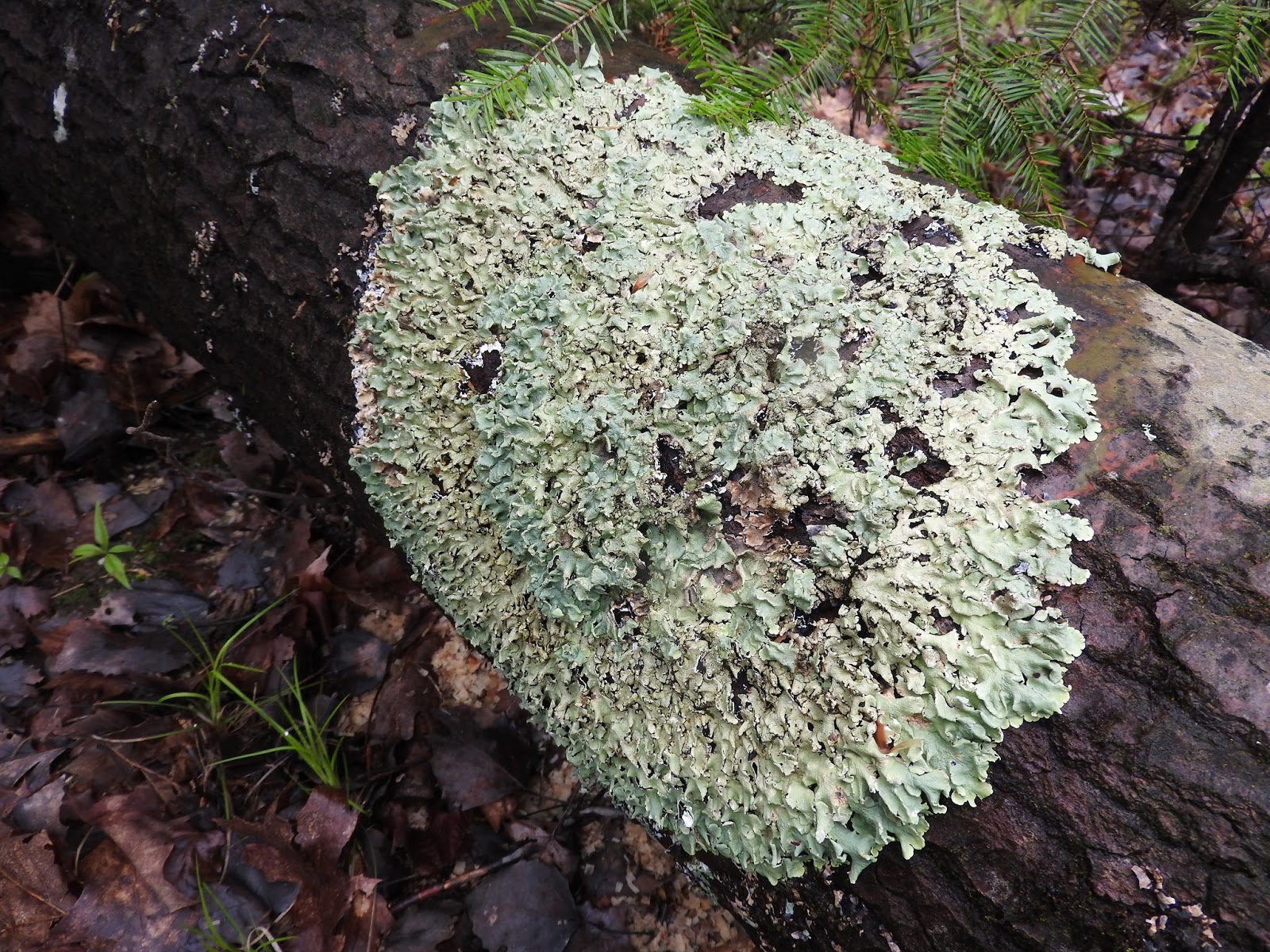 a lichen is an example of