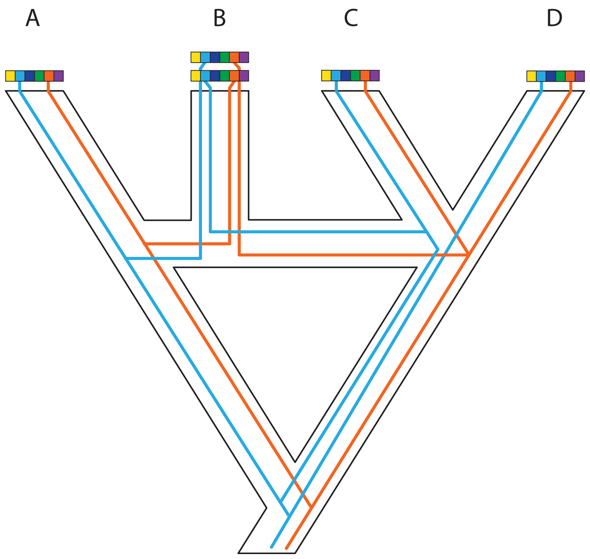 an example of gene flow