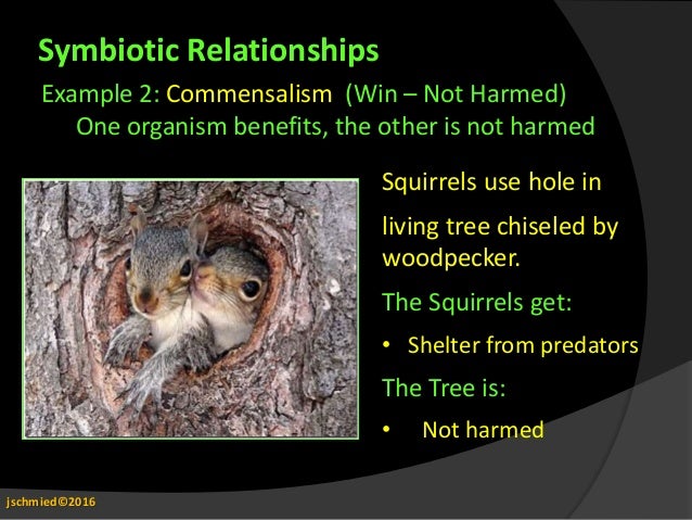 example of commensalism relationship in the ecosystem