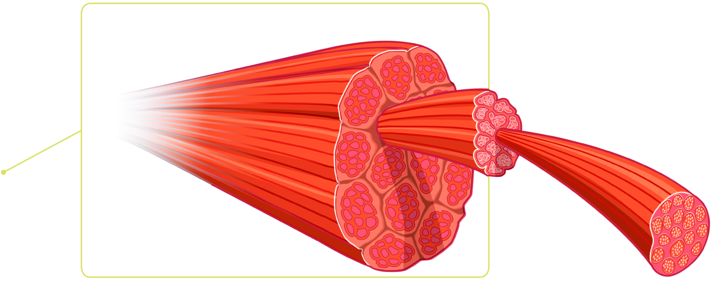 example of skeletal muscle tissue