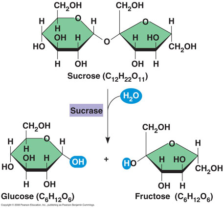 sucrose is an example of