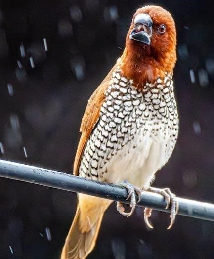 rain bird irrigation system manual